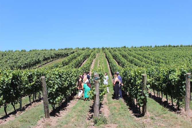 Sussex Vineyard & Winery Bus Tour on Iconic Vintage London Bus - Practical details before you book