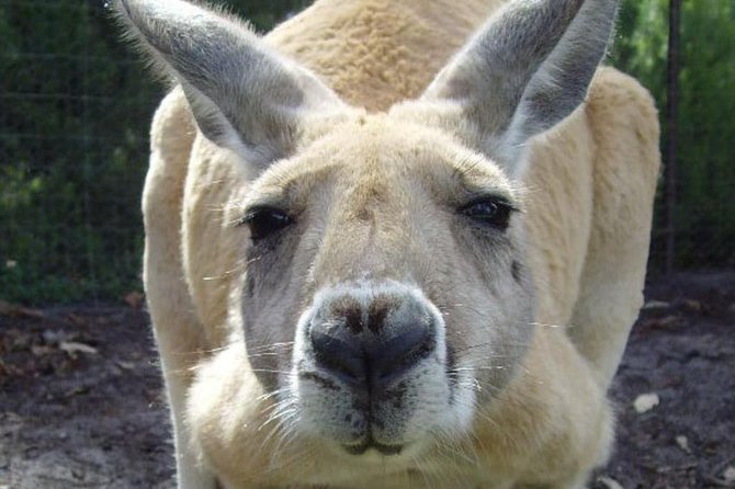 Swan Valley: Half-Day Wine Tour From Perth - Chocolate at the end, with realistic expectations