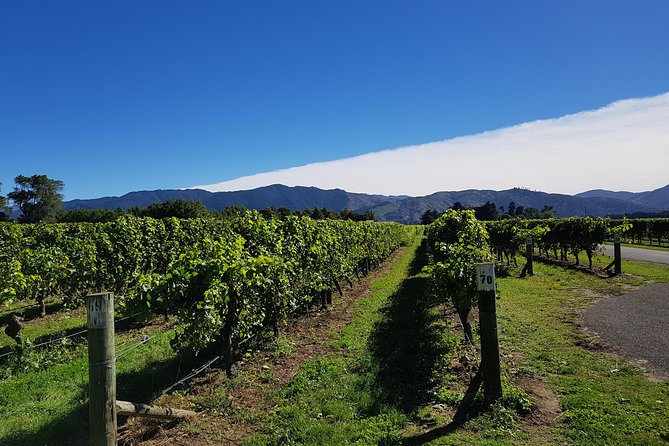 Taste the Valley Wine Tour in Marlborough with Wine Tasting - Four cellar doors that introduce Marlborough properly