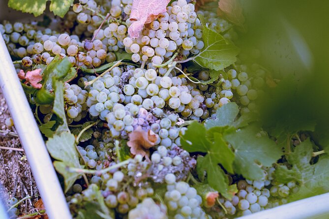 Temecula Valley 4-Hour Morning Wine Tour with Tastings Included - The second stop may be more about the break