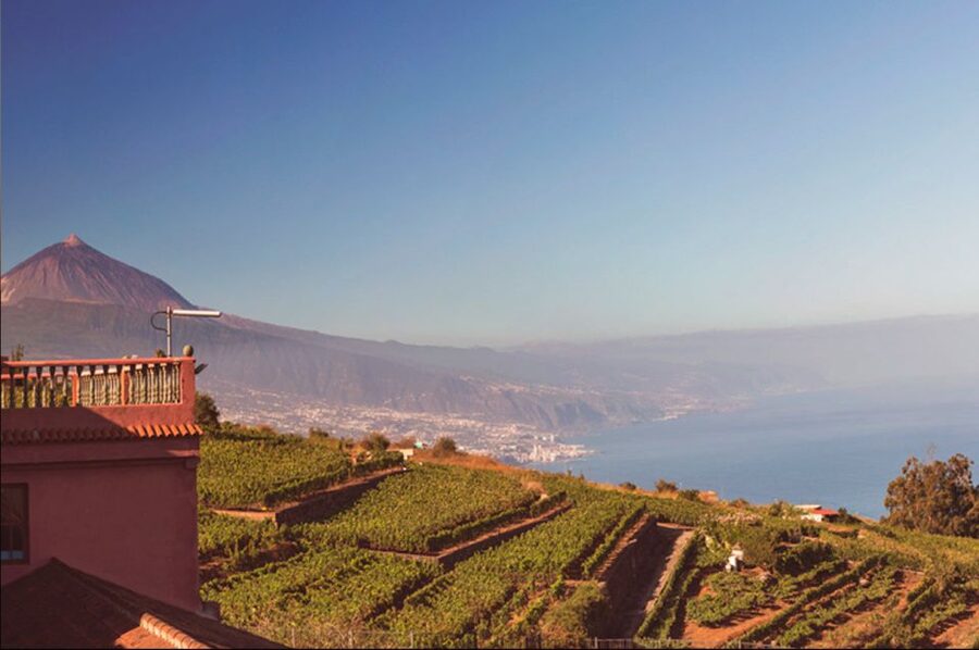 Tenerife: Full-Day Gastronomy and Wine Tour - How much wine knowledge will you gain?