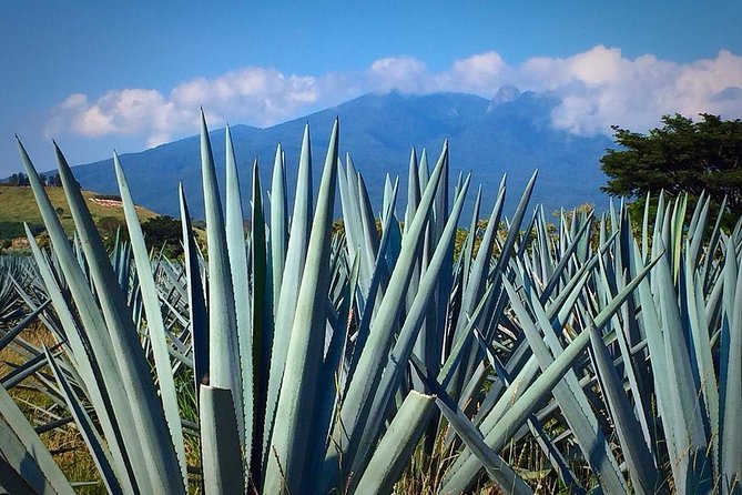 The Fire TOUR - Pyramids, Volcanoes, Agaves & Tequila - Guides, vehicles, and the feel of the group