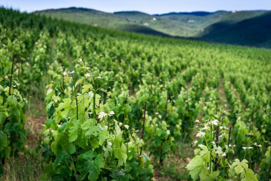 Total Immersion Wine Tour in Chianti - Who should book this wine tour?