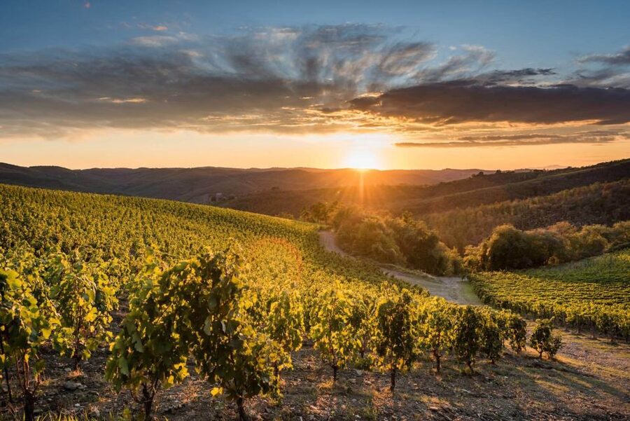 Total Immersion Wine Tour in Chianti - A close look at organic farming