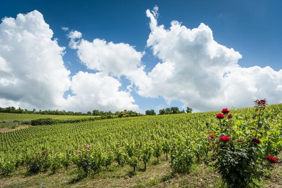 Total Immersion Wine Tour in Chianti - The drive to Montemaggio matters