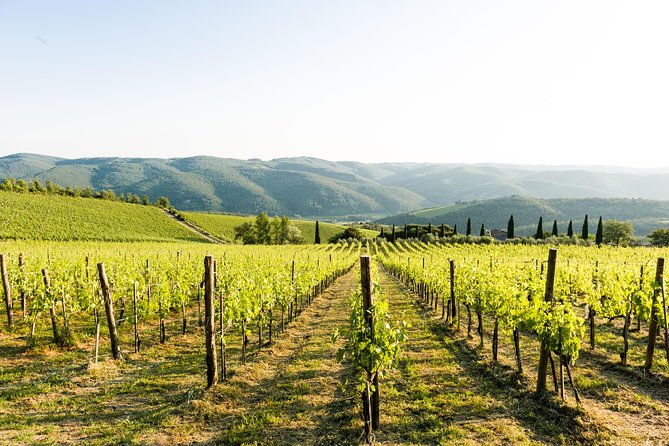 Tour and Tasting at an Organic Winery in the Heart of Chianti Classico Area - A Small Organic Winery in Chianti Classico