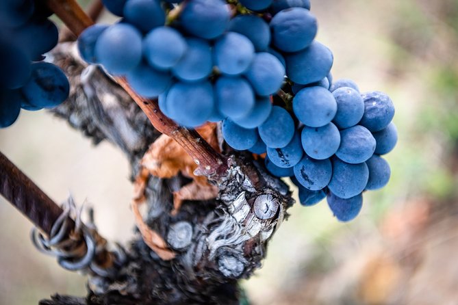 Tour and Tasting at an Organic Winery in the Heart of Chianti Classico Area - What the $48.36 Price Buys You