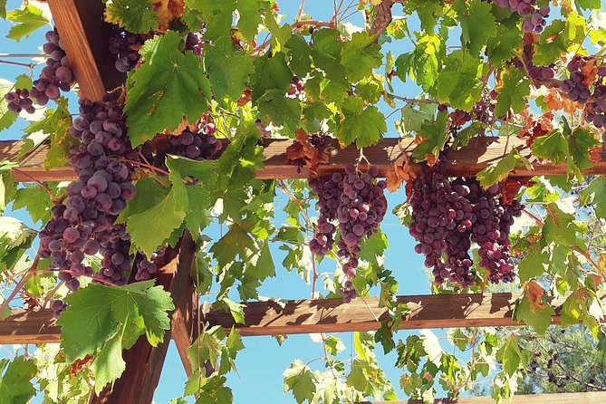 Troodos Mountains Vino Venture: All Inclusive Full Day Wine Tour - Why this wine day feels different from a city tasting