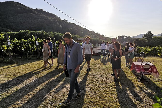 Tuscan Wine Tour in Lucca by van - The difference between traditional and newer methods