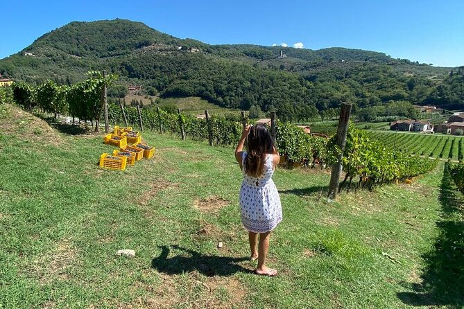 Tuscan Wine Tour in Lucca by van - How good is the wine?