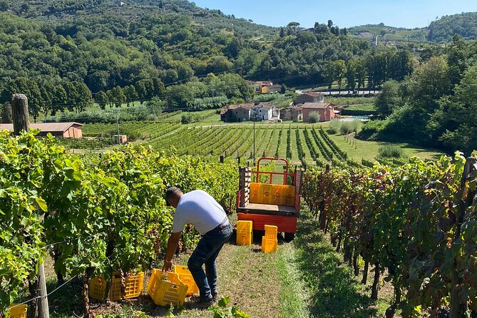 Tuscan Wine Tour in Lucca by van - The guides make a real difference