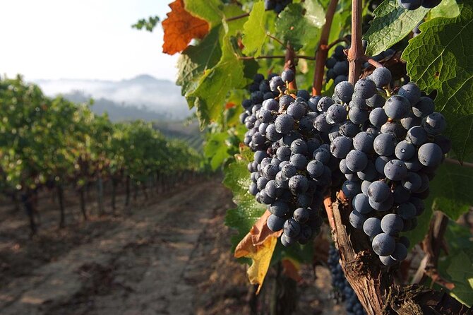 Tuscany Express Experience: Pasta Class & Wine Tour from Florence - Getting there and getting back
