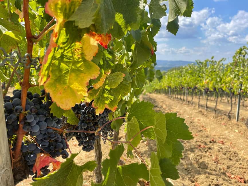 Tuscany Wine Tour: 2 Wineries & San Gimignano from Florence - Key points to know before you book