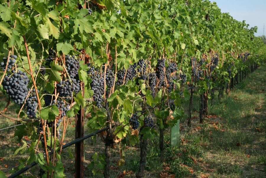 Verona: Wine Tasting with Snacks and Panoramic Views - Getting there from central Verona