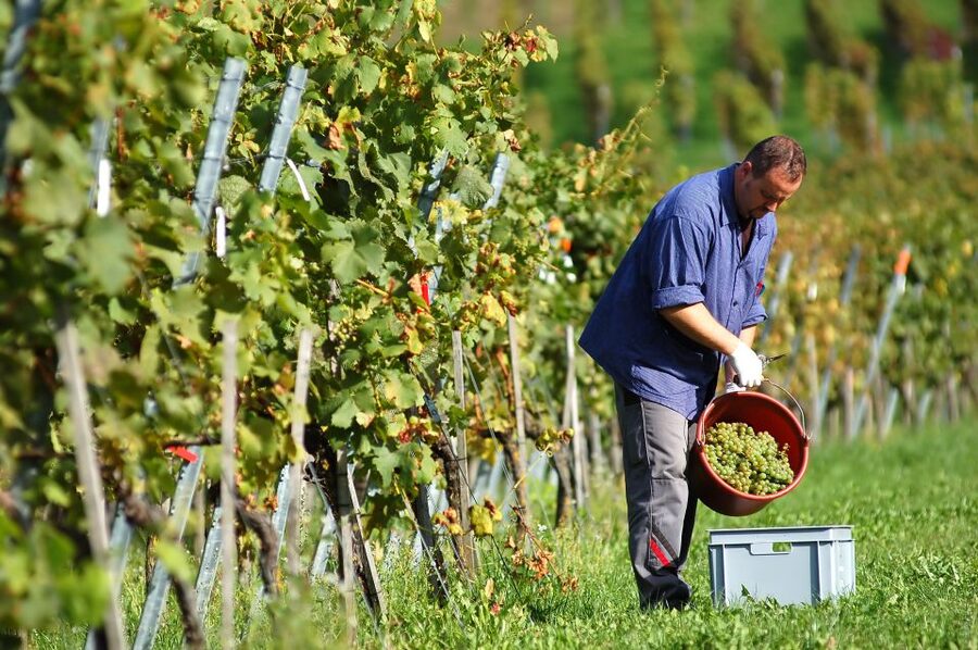 Vineyard Sips: Family Winery Tour & Gourmet Tasting in Corfu - Why this Corfu winery feels personal