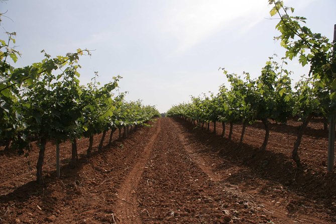 Visit and wine tasting with sausage and BODEGA PIRINEOS cheese - Who will enjoy this winery visit?