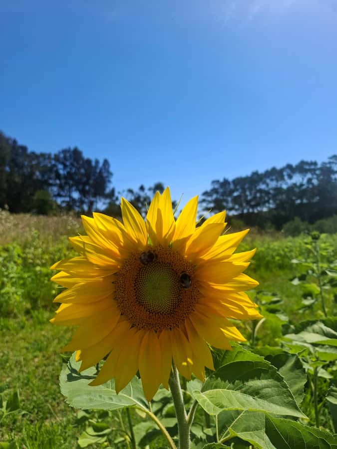 Waiheke Island: Sip and Savor 3 Vineyards Tour with Lunch - From Auckland to Matiatia Wharf