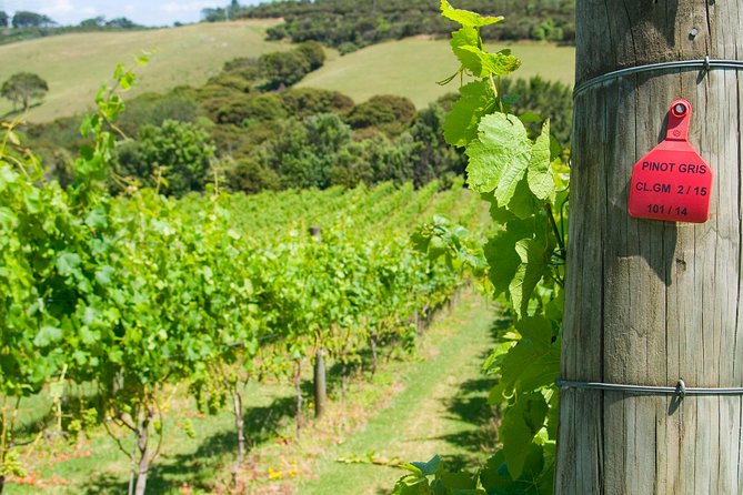Waiheke island Wine Tours - PREMIUM wine tasting MAX 11 clients ! - Three vineyards, three different personalities
