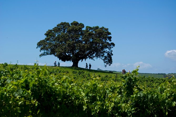 Waiheke island Wine Tours - PREMIUM wine tasting MAX 11 clients ! - What the small group really means