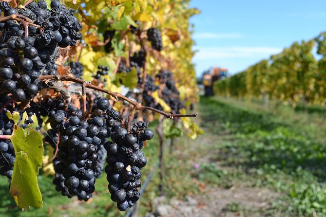 Waipara Wine Tour from Christchurch - including Lunch & Tastings - Torlesse Wines and the range of grape styles