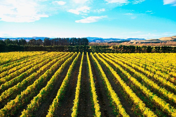 Waipara Wine Tour from Christchurch - including Lunch & Tastings - The guides shape the day more than the timetable