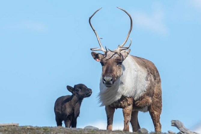 Wildlife Center with Lunch and Local Beer Sampling - Lunch and Beer at Girdwood Brewing Company