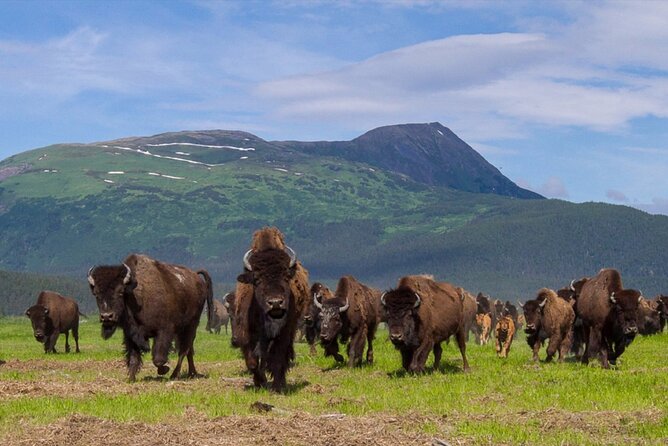 Wildlife Center with Lunch and Local Beer Sampling - The Alaska Wildlife Conservation Center