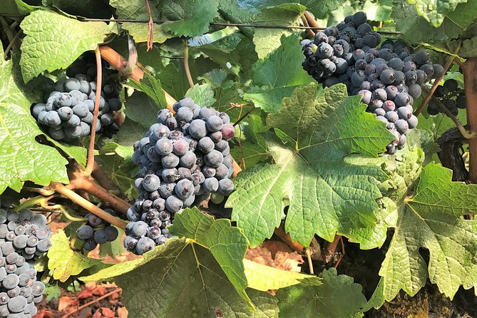 Willamette Valley Wine Tour from Portland - The real cost of the experience