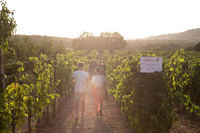 Wine Experience: vineyard, wines and food - Sunset, stone walls, and outdoor seating