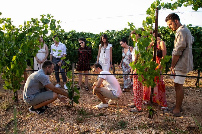 Wine Experience: vineyard, wines and food - The social side of the tasting