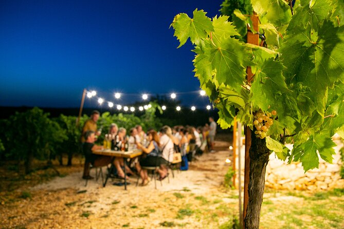 Wine Experience: vineyard, wines and food - Apulian bites instead of a full dinner