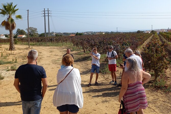 Wine Lovers: Winery Tour w/ Tasting & Tapas (Albufeira/Vilamoura) - The winery: from vines to bottle