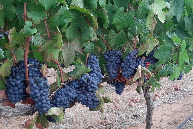 Wine Tour to Stellenbosch & Franschhoek with Tastings & Lunch - What to know before you book